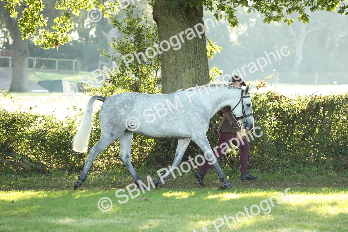 SBM_57928 - S42 - Youngstock