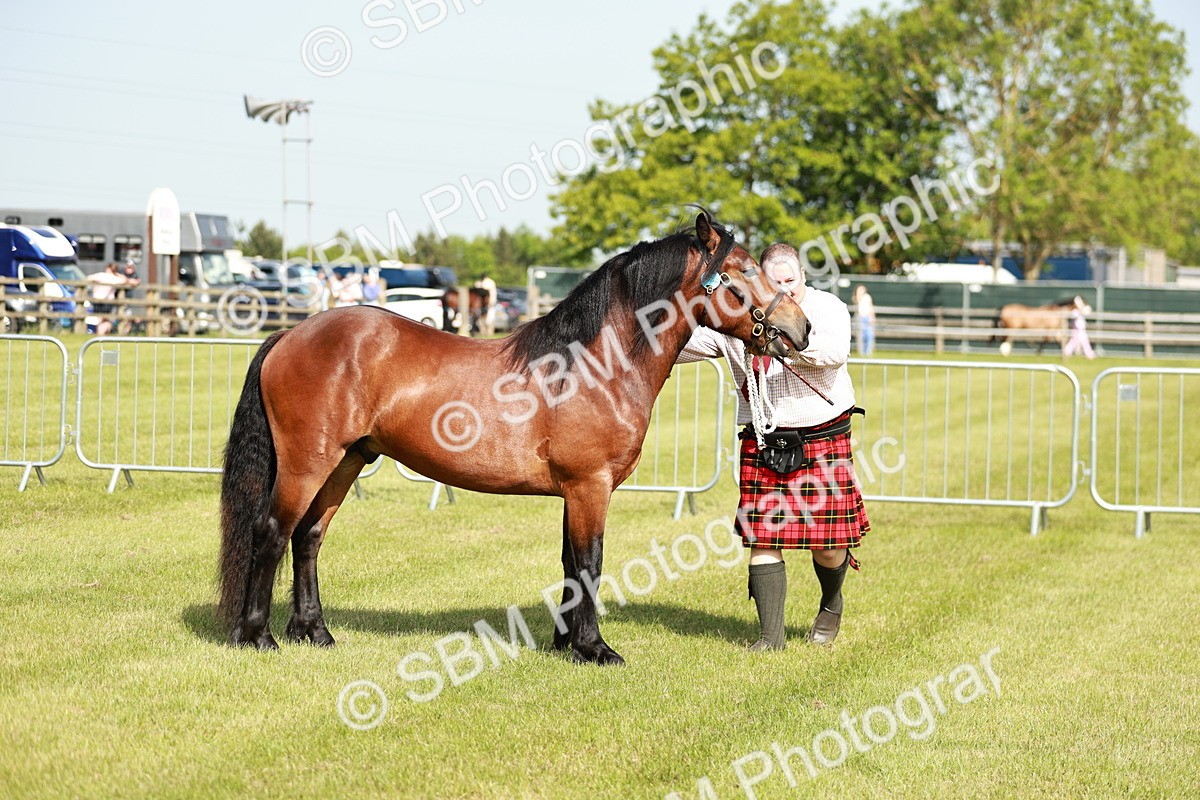 SBM_01603 - Class 14-23 - Mountain & Moorland In Hand Non Welsh