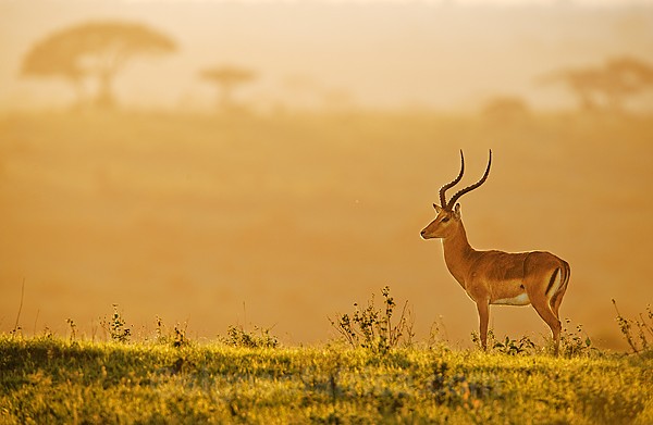 Impala Nairobi National Park, Kenya
