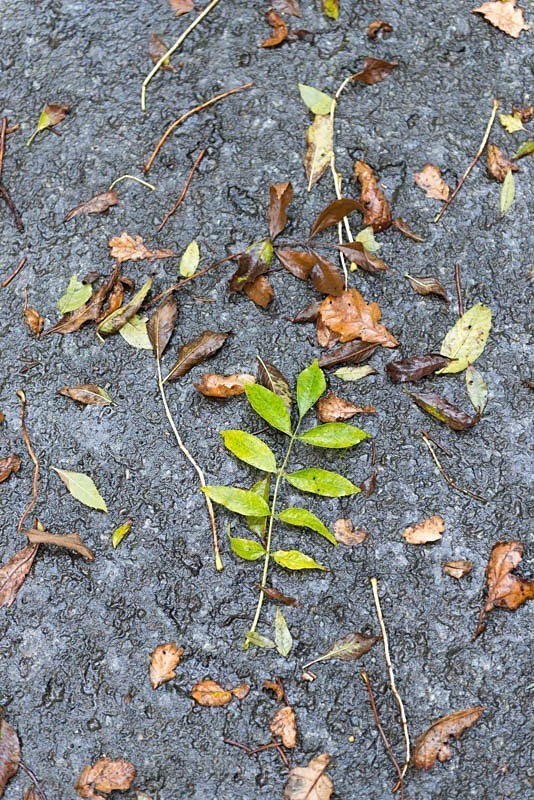 Windfall - Wildlife