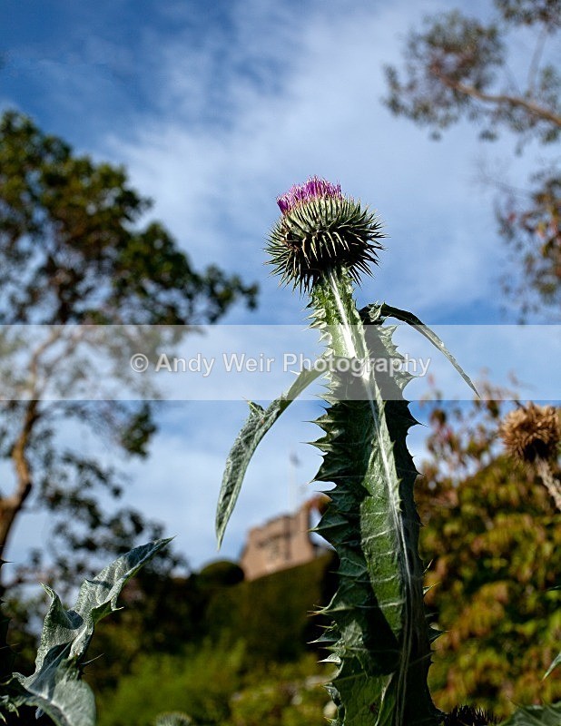 20110930-_MG_6615-522 - Plants & Flowers