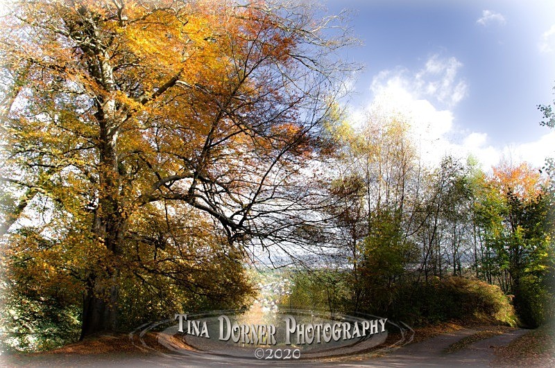 Autumn Forest of Dean. Tina Dorner Photography