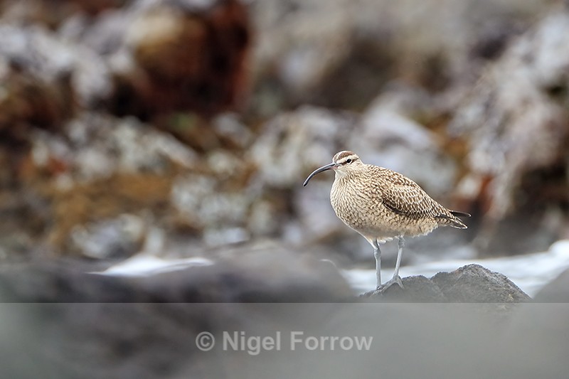 Whimbrel on the Chilean coast - Whimbrel