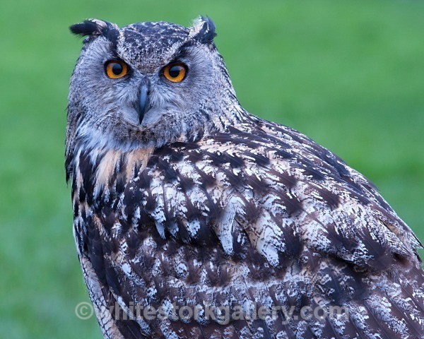 Eurasian Owl - Wildlife and Animals