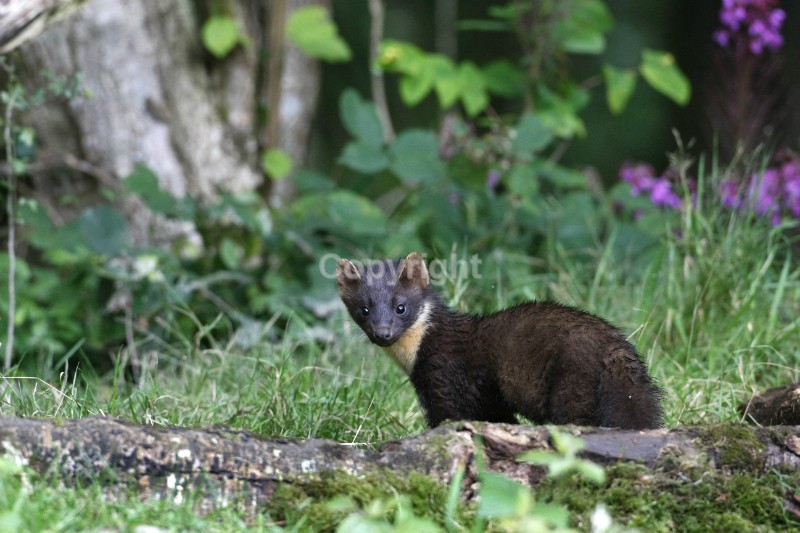 Pine Marten pictures in county louth ireland by noel marry