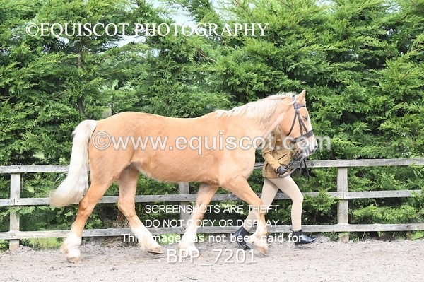 BPP_7201 - RING 1  (RIDDEN HORSES / IN HAND / VETERAN ETC)