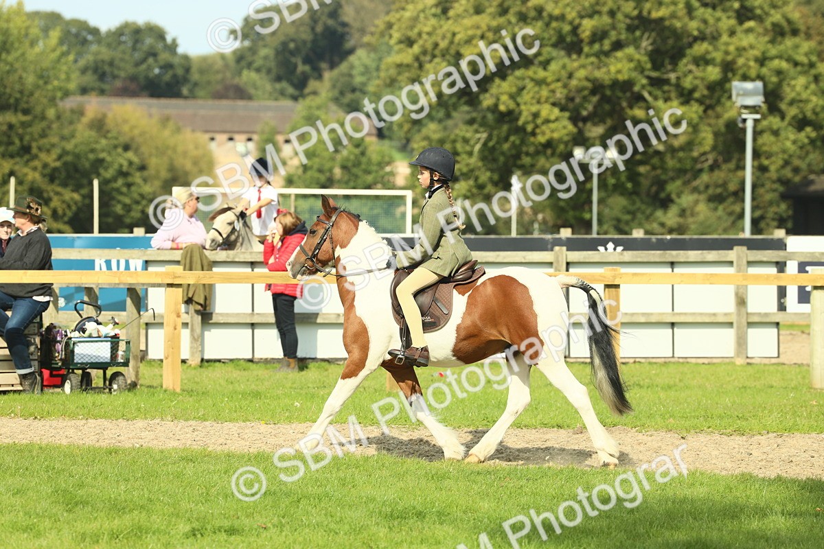 SBM_68917 - S58 - Mini Show Cob Ridden