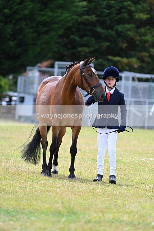 WJ7_6620 - Class 5 Handsome Gelding in hand