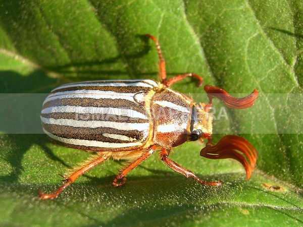stripped-II - Fauna of life