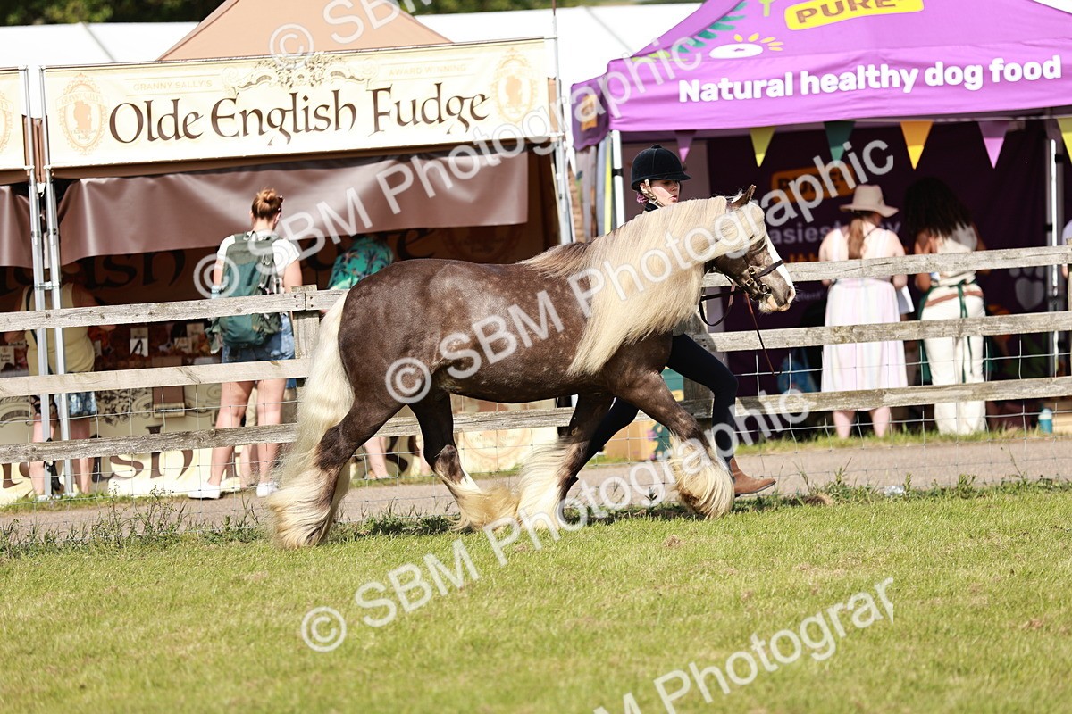 SBM_08767 - Class 63-65 - Traditional Gypsy Cobs In Hand & Ridden