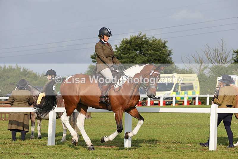1X9A2871 - Class 25: Ridden Plaited Coloured Horse