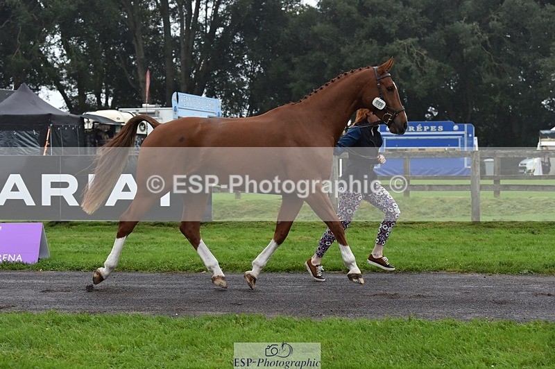 231018-115934-00024 - 066-FJK.OVER.AND.OUT-Alicia.Wilkinson-TrotUp