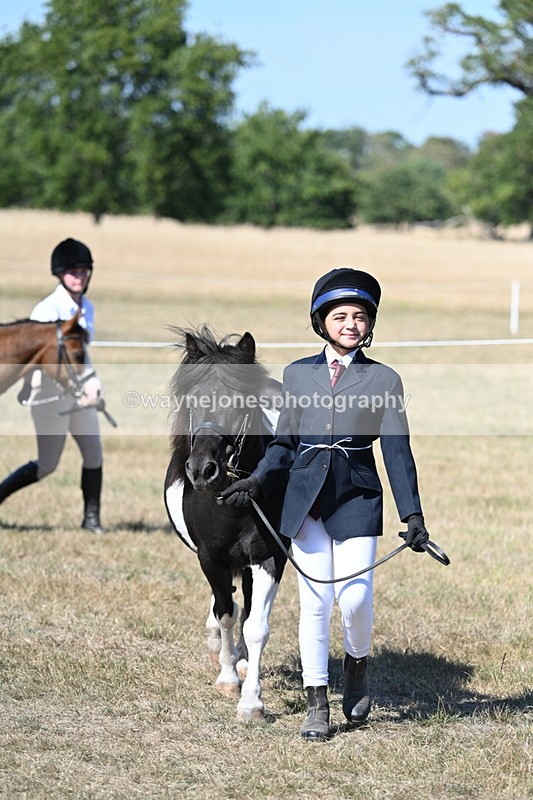 WJ7_1555 - Class 42 Most Handsome Gelding