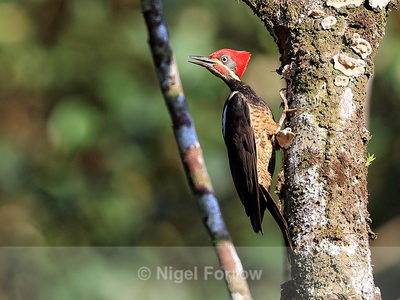 Lineated Woodpecker (male) on tree, Costa Rica - Lineated Woodpecker