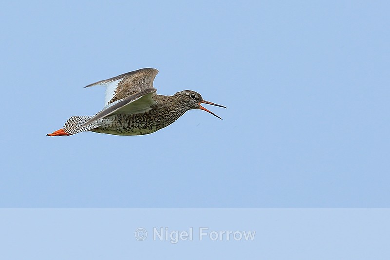 Redshank calling in flight, Iceland - Redshank