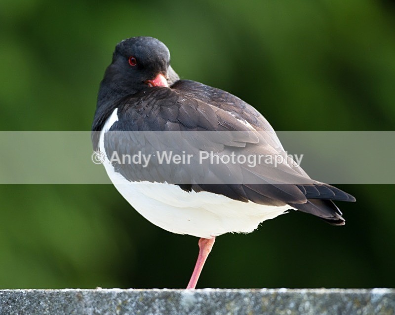 20110615-IMG_5897 - Oyster Catcher