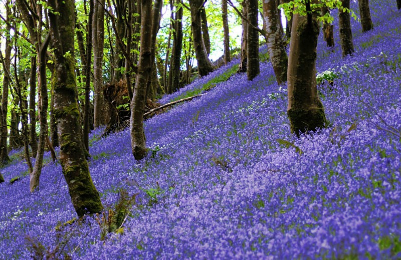 LO46 - Bluebell woods near Looe - Greeting Cards - Looe