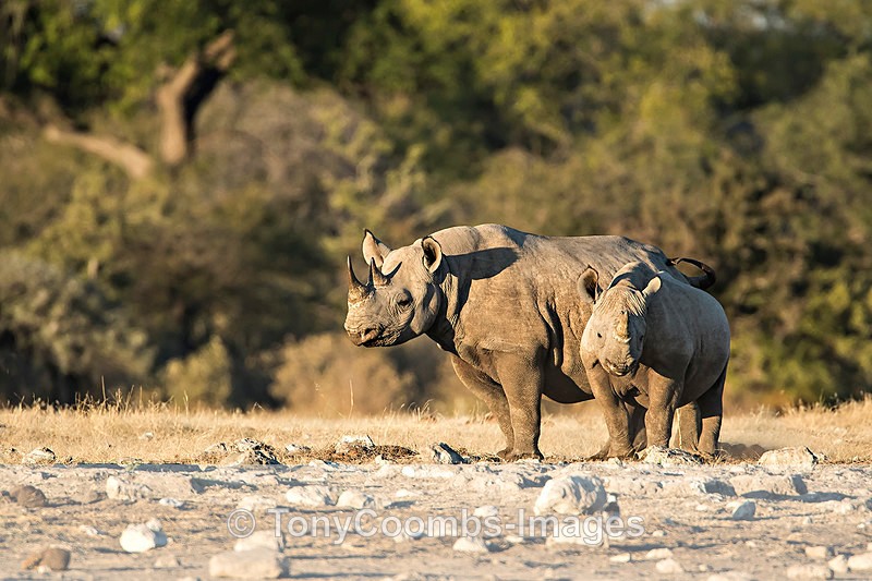 Black Rhino  (cow & calf) - Etosha National Park ~ Mammals