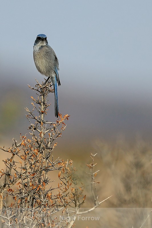 Western Scrub-Jay, Bosque del Apache, New Mexico - Western Scrub-Jay