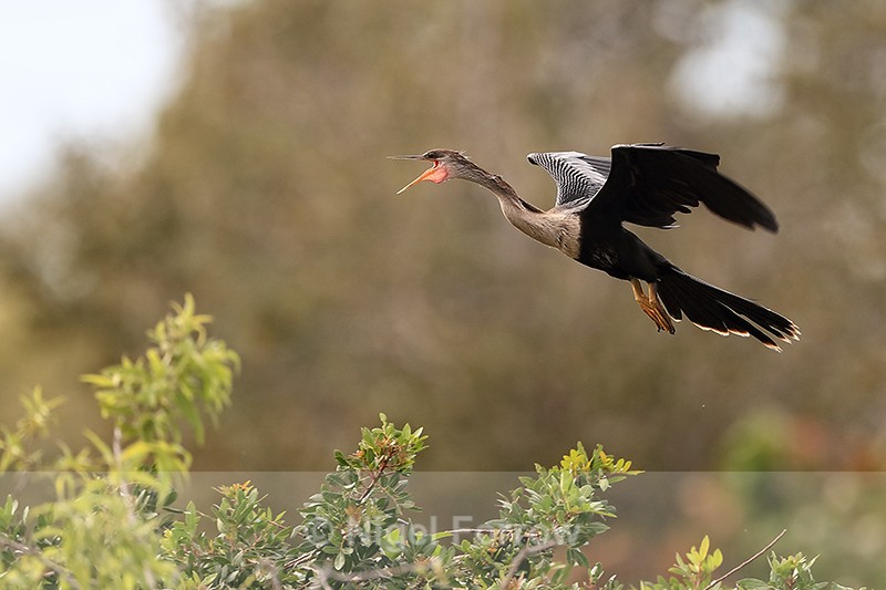 Anhinga calling on landing approach, Venice Rookery, Florida - Anhinga