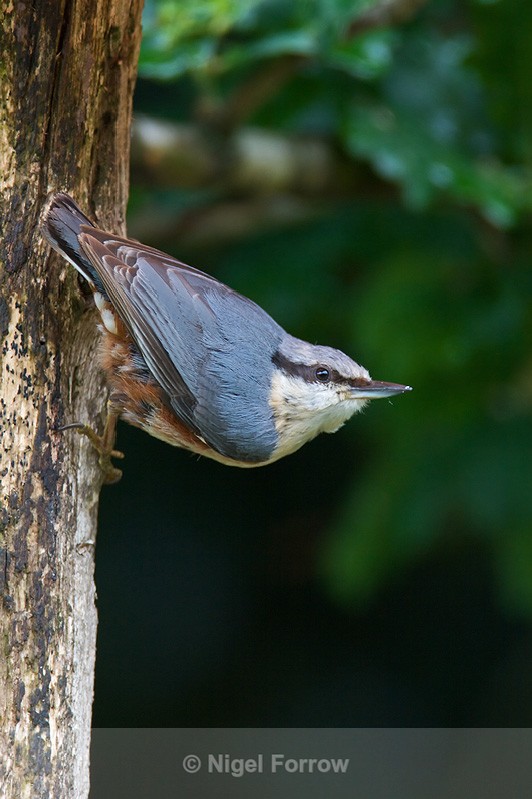 Nuthatch on tree trunk, Arne, Dorset - Nuthatch