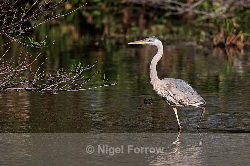 Great Blue Heron wading, Wakodahatchee Wetlands, Florida - Great Blue Heron