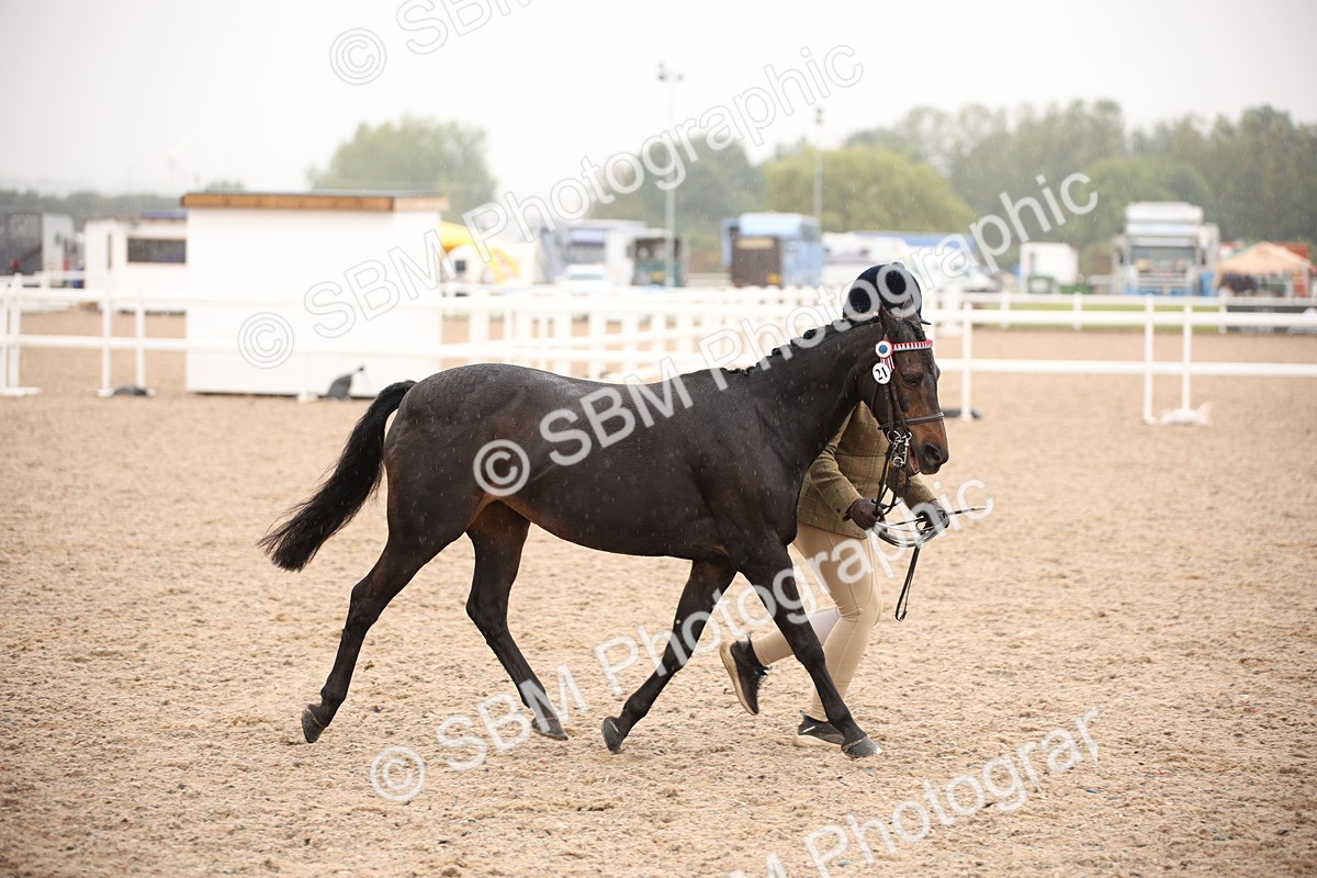 SBM_20122 - Class 702 - IH  Show Horse Pony