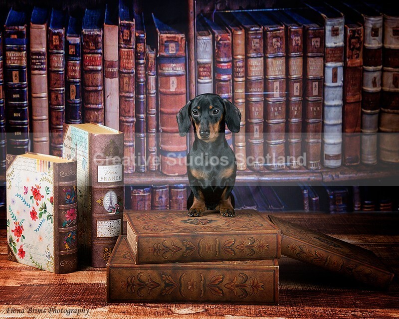 dogs-94 - Animal Portfolio