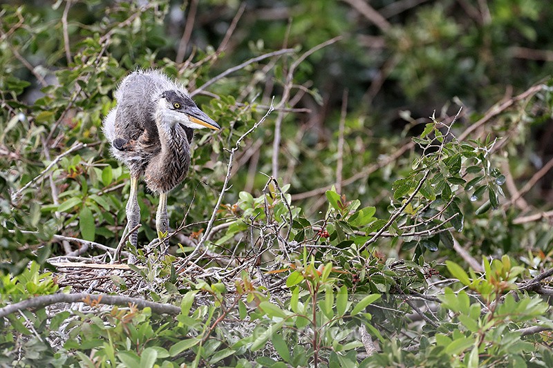 Great Blue Heron chick, Venice Rookery, Florida - Great Blue Heron