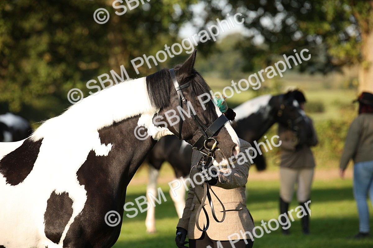 SBM_58740 - S51 - Piebald & Skewbald Horse In Hand