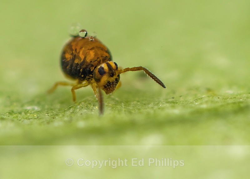 Sminthurinus aureus - Dark form - Sminthurinus aureus