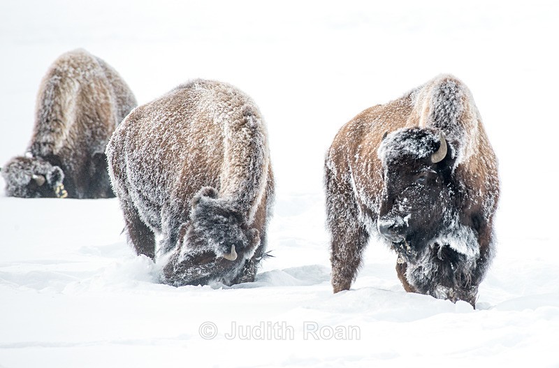 Bison-7 - Yellowstone