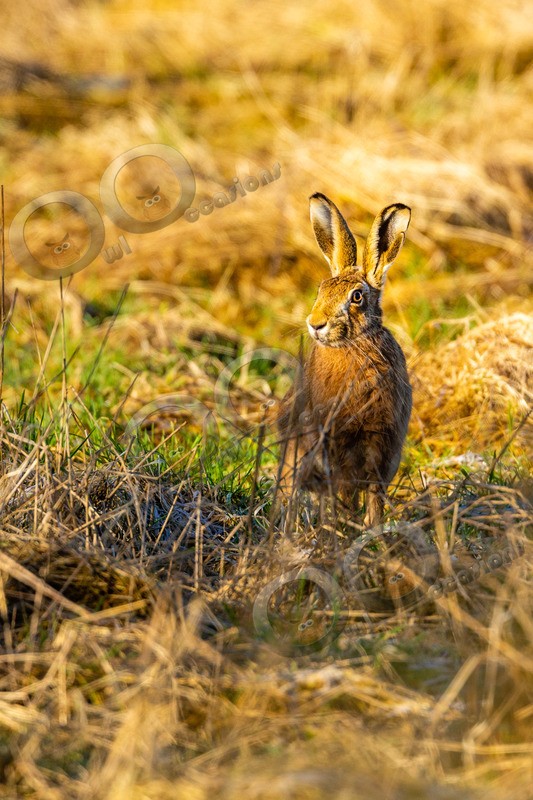 hare Lepus europaeus-4280-2 - UK Wildlife