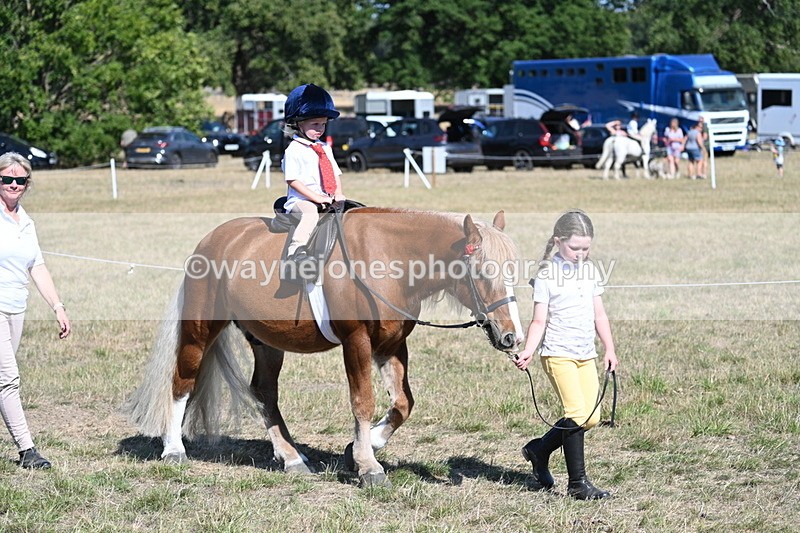 WJ7_1438 - Class 42 Most Handsome Gelding