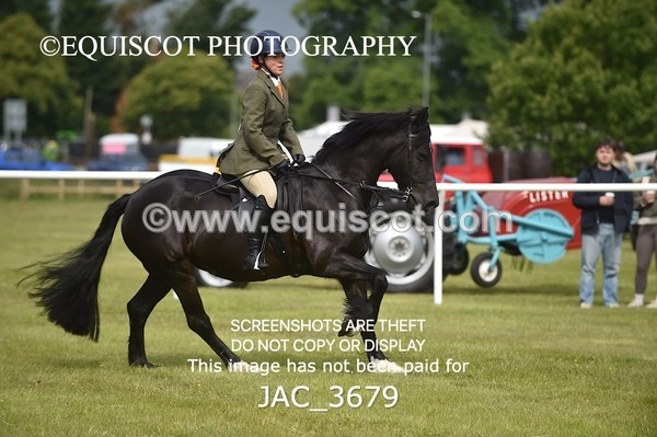 JAC_3679 - 75CM WORKING HUNTER