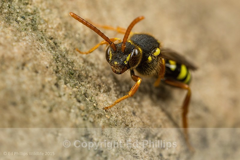 Nomada goodeniana (f) - Nomada goodeniana