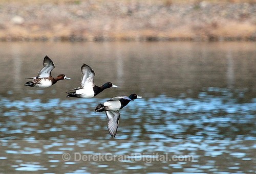 Greater Scaup in Flight