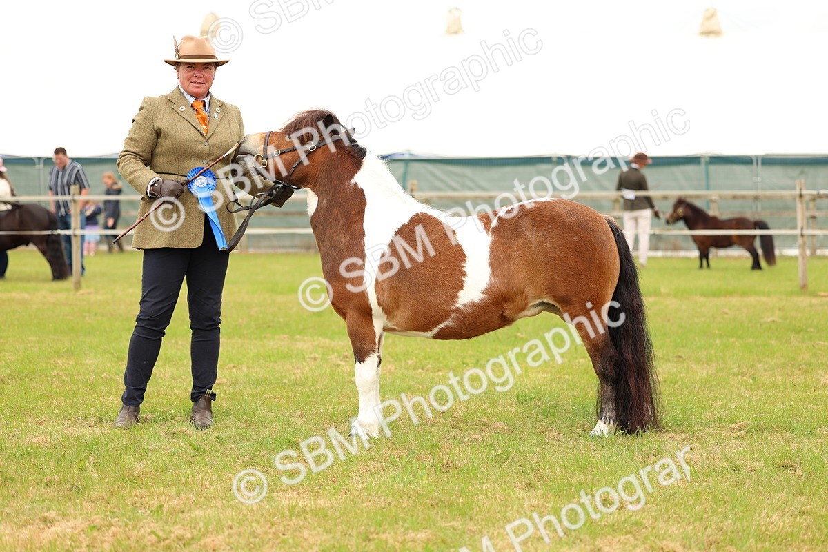 SBM_04395 - Class 64-67 - Shetland Pony In Hand