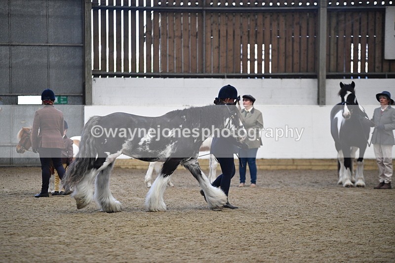 WJ5_4682 - Class 7 In hand coloured / odd coloured