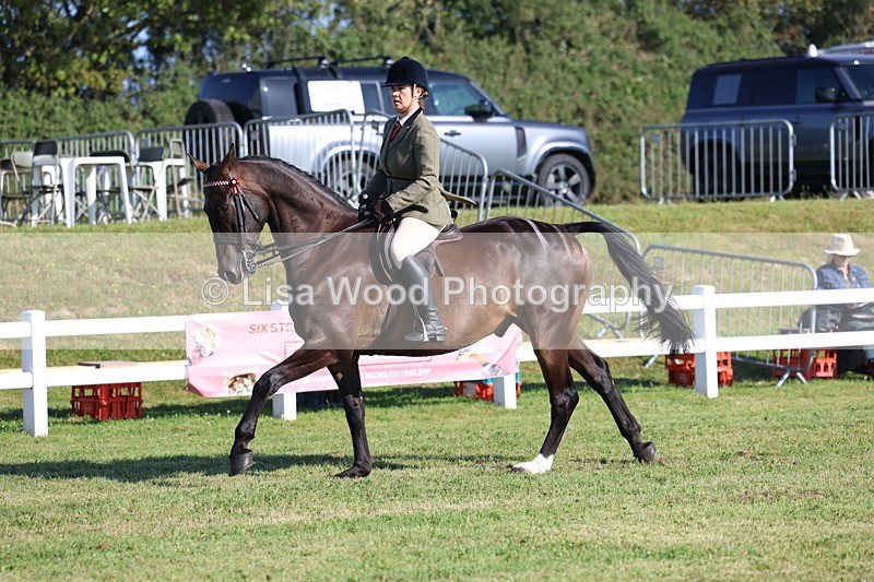3E7A5403 - Class 2: Rising Star Large Hack/Riding Horse