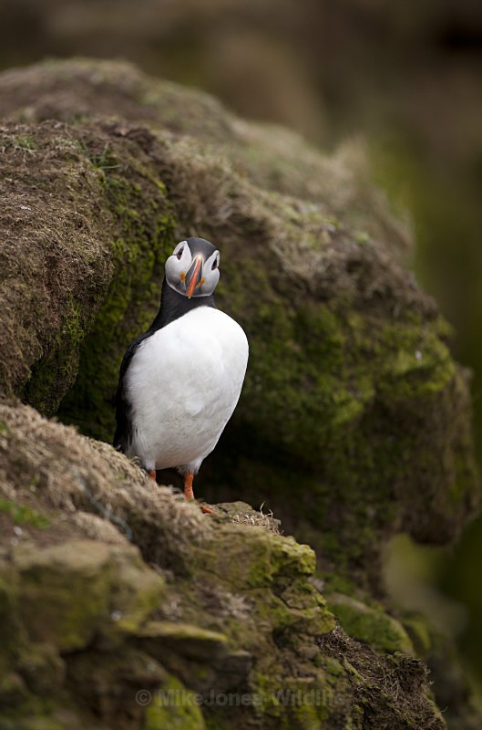 PUFFIN, LUNGA,TRESHNISH ISLES - PUFFINS, ISLE OF MULL
