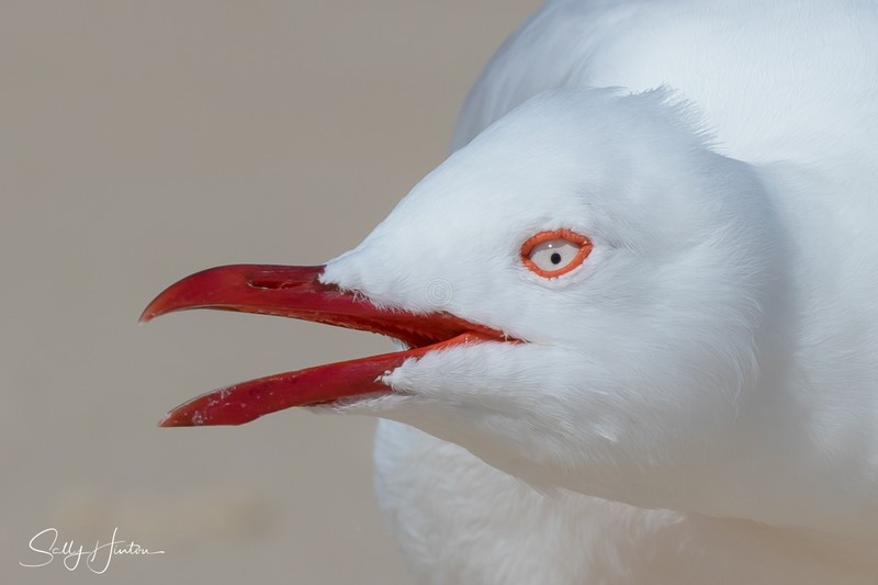 Gull Squark 4