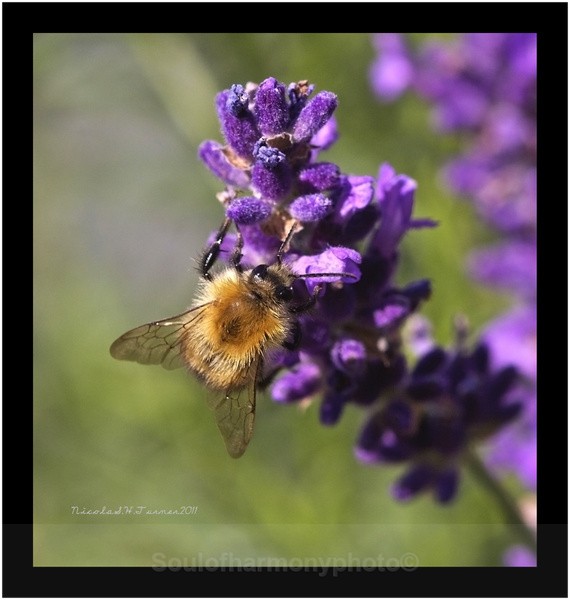Honey Bee. - Invertebrate's Macro