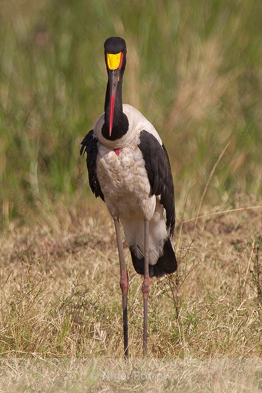 Head-on view of Saddle-billed Stork (male) standing in grass - Saddle-billed Stork