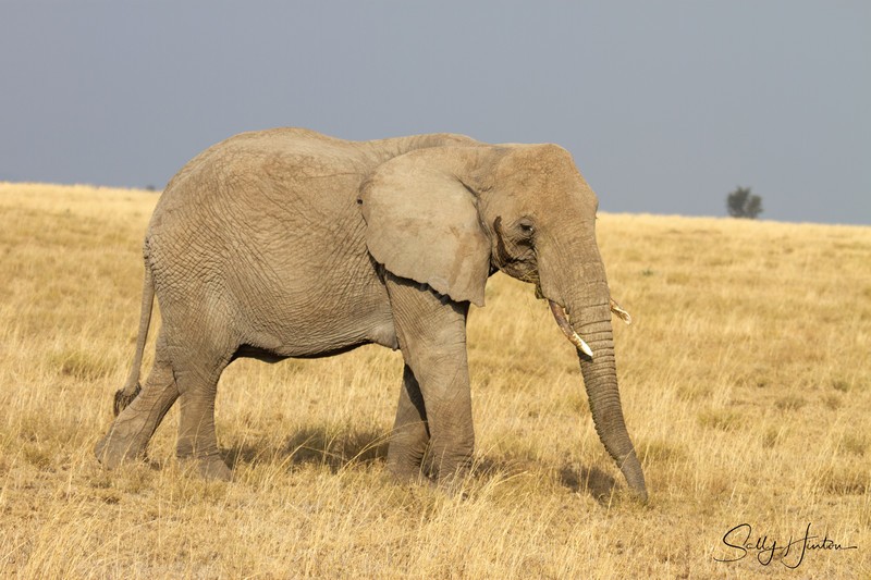 Masai Mara Elephants 8