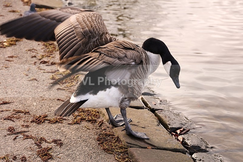 Goose - Animals and Birds