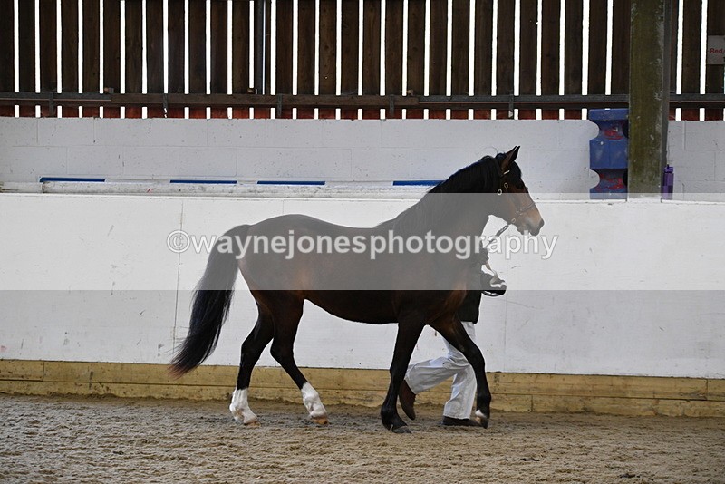 WJ5_5708 - Morning in hand Championship