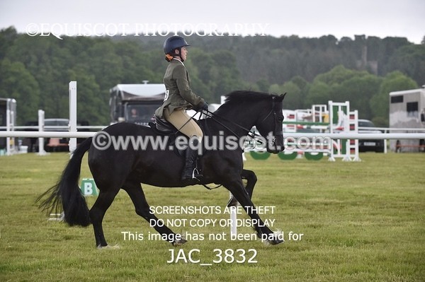 JAC_3832 - 65cm WORKING HUNTER