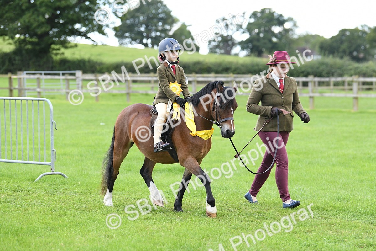 SBM_42698 - S20 - Lead Rein Mountain & Moorland Pony