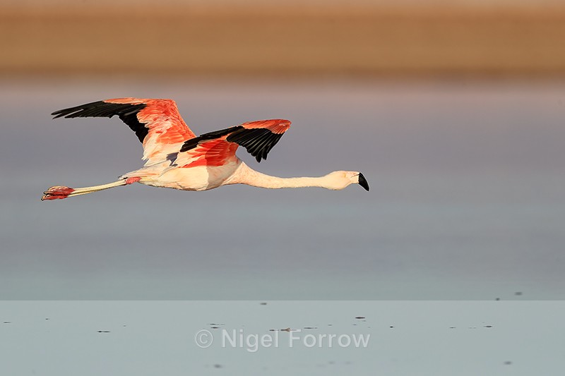 Chilean Flamingo in flight, Chaxa, Chile - Chilean Flamingo